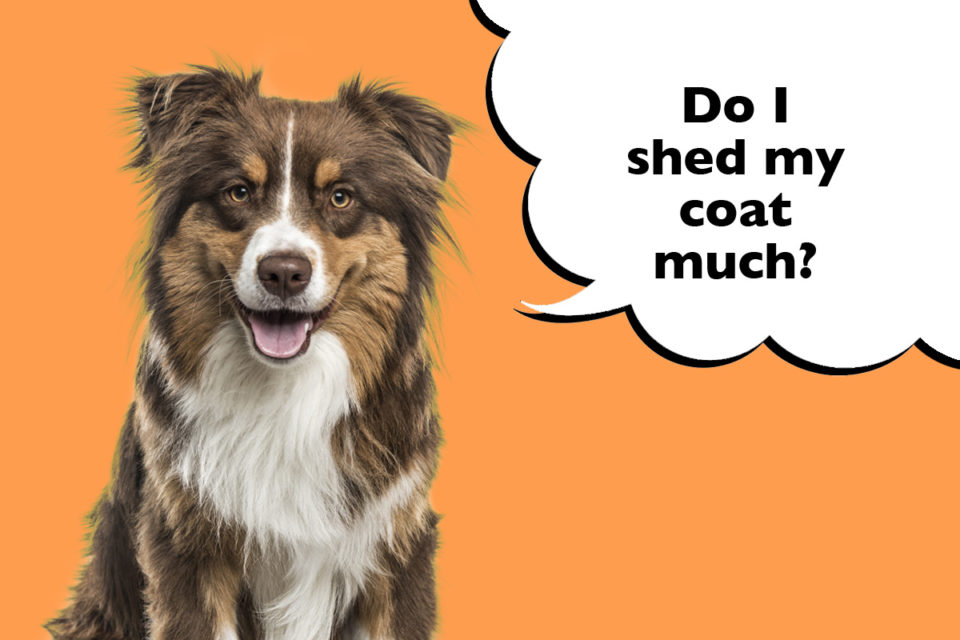 Do Australian Shepherds Shed? - Dogs Club