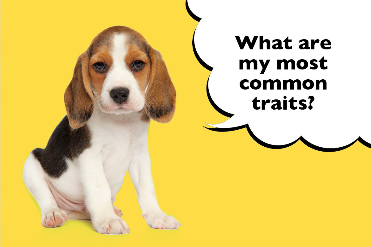 15 Of The Most Common Beagle Traits - Dogs Club