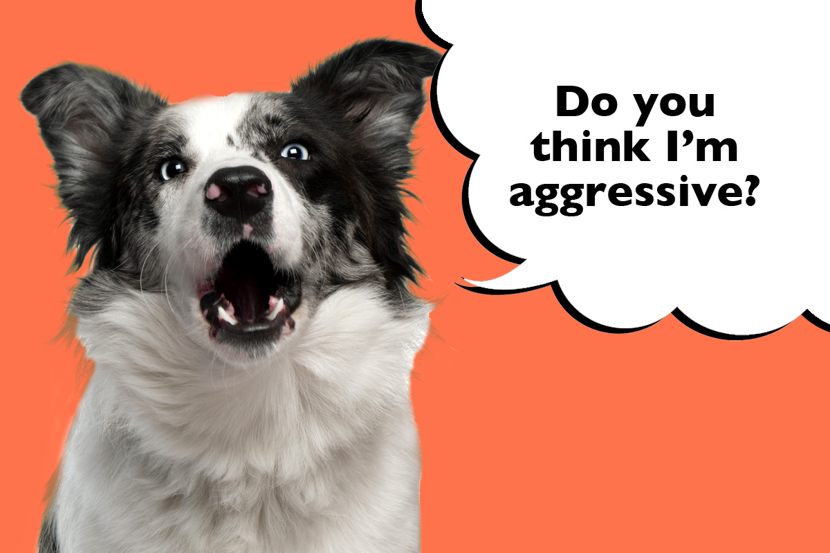 Can Border Collies Be Aggressive? - Dogs Club