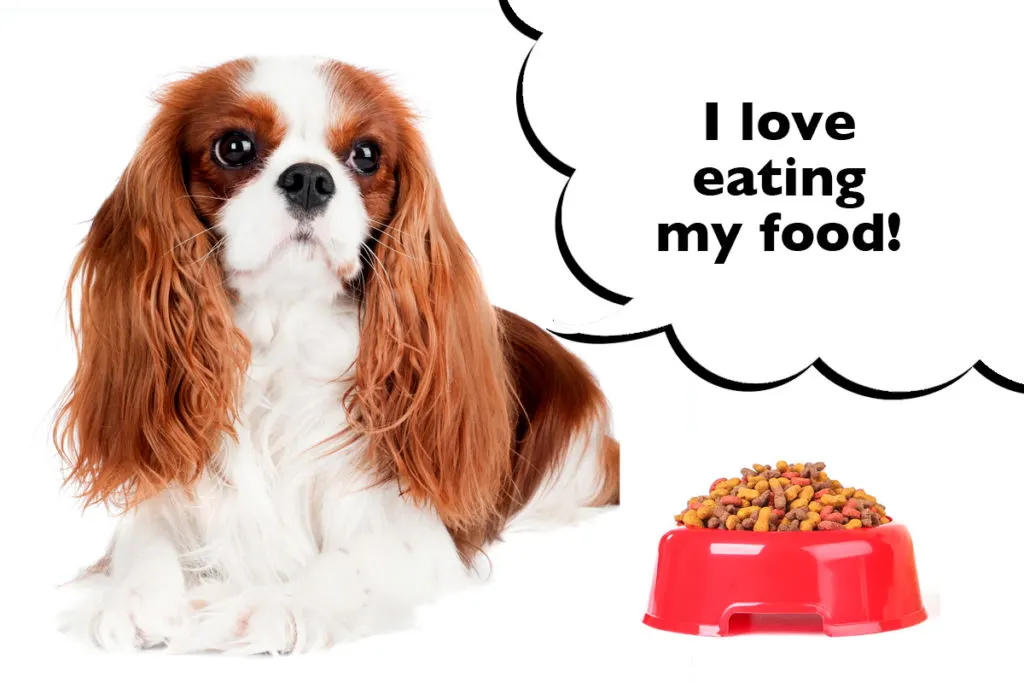 What is the best food shop for cavalier king charles spaniels