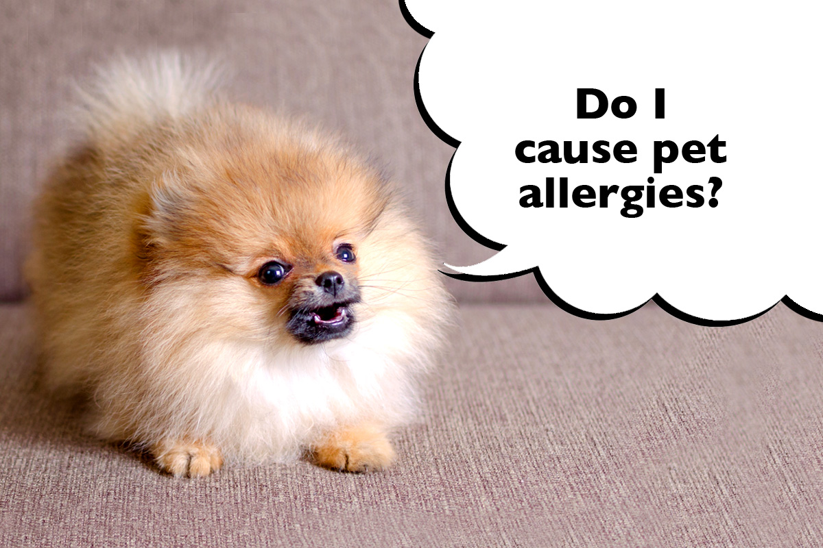 are pomeranian hypoallergenic