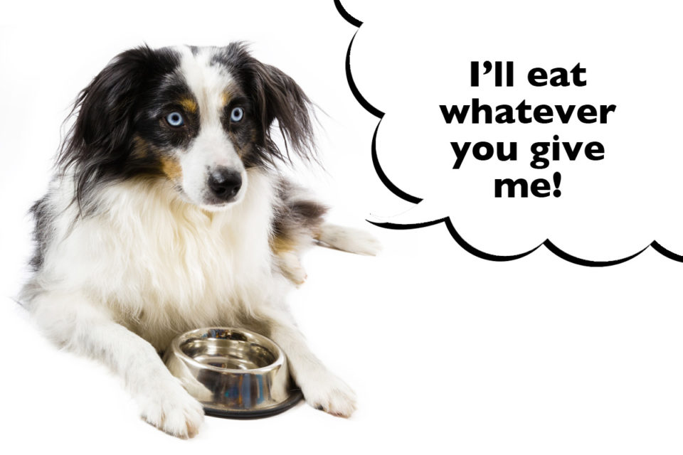 What Do Australian Shepherds Eat? - Dogs Club