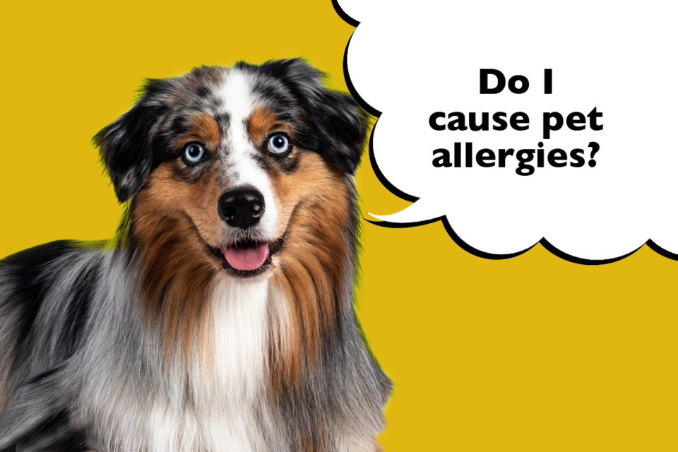 Are Australian Shepherds Hypoallergenic? - Dogs Club