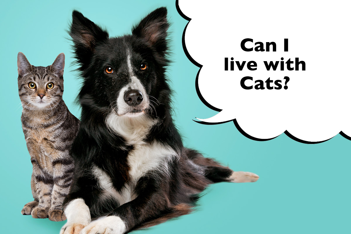 Can Border Collies Live With Cats? And How To Introduce Them - Dogs Club