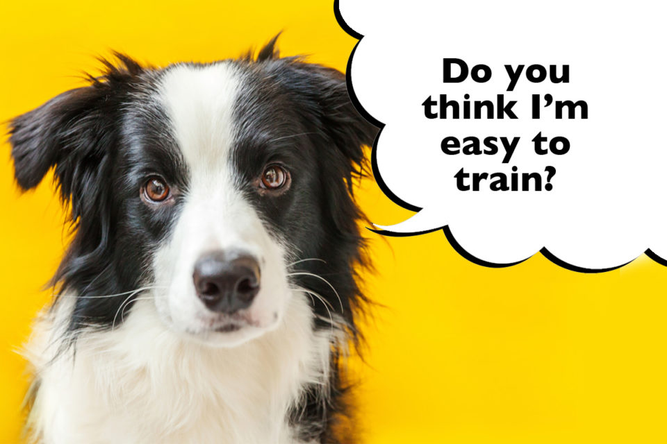 Are Border Collies Easy To Train? And How To Train Them - Dogs Club