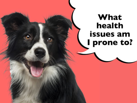 What Health Problems Are Border Collies Prone To? - Dogs Club