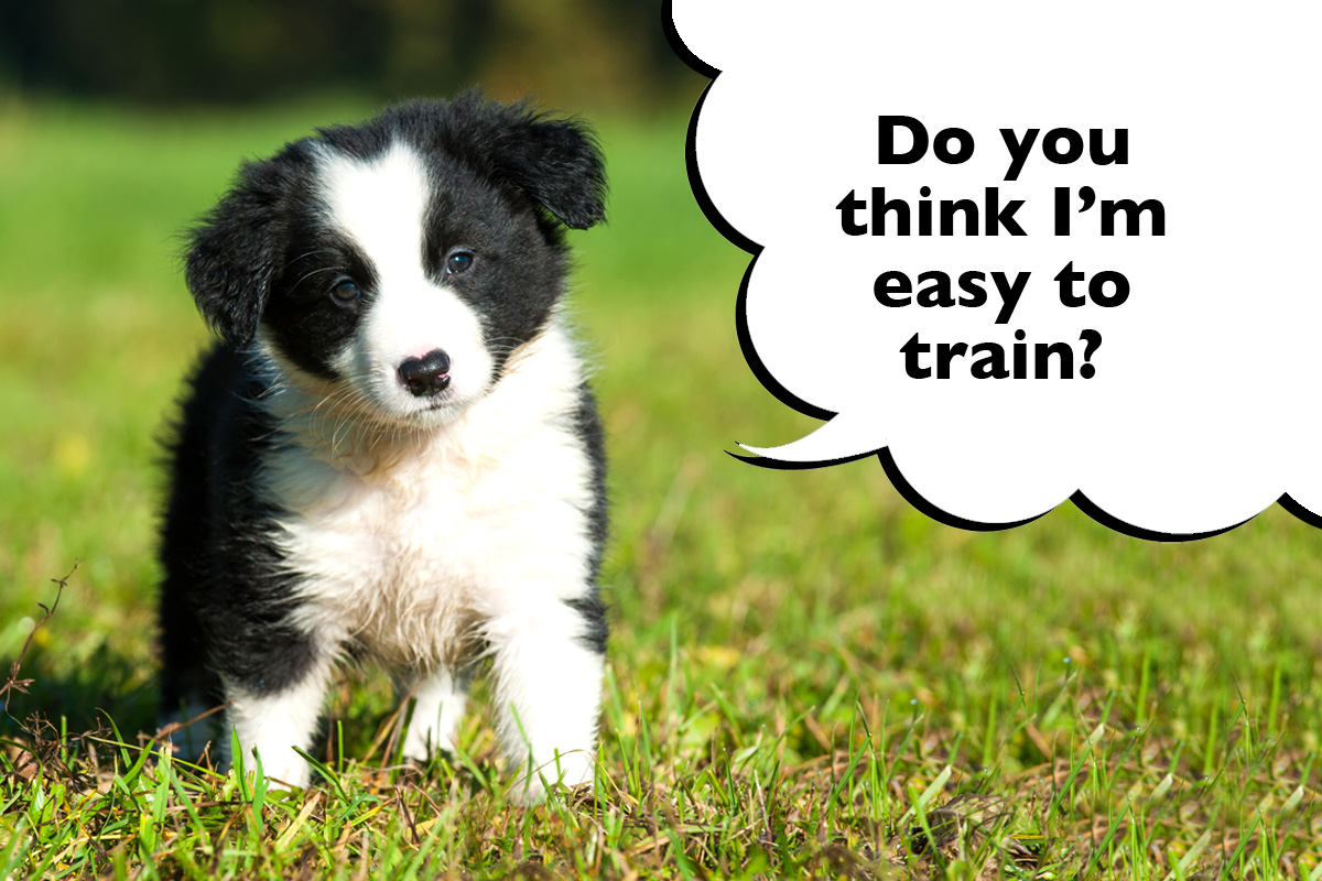 Are Border Collies Easy To Train? And How To Train Them Dogs Club