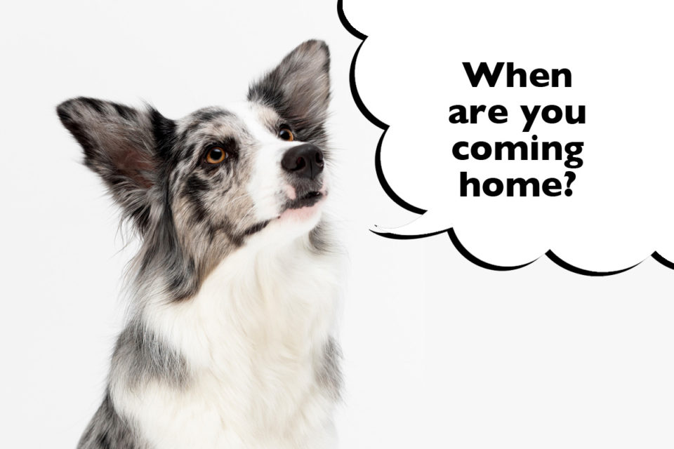 Do Border Collies Get Separation Anxiety? And How To Treat It - Dogs Club