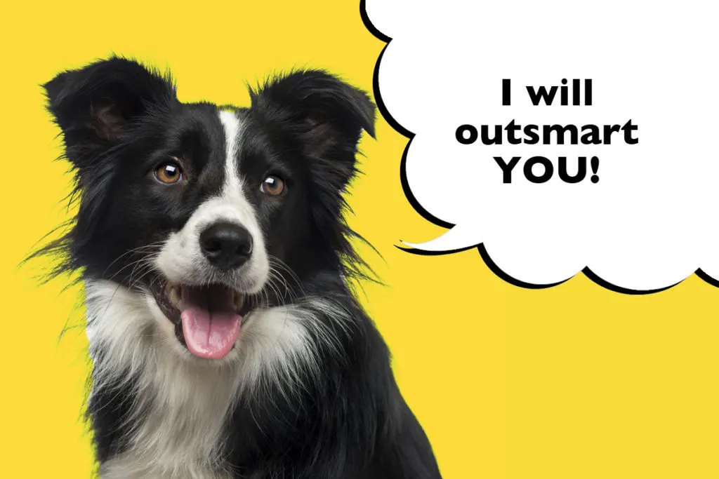 Things to Consider Before Getting A Border Collie