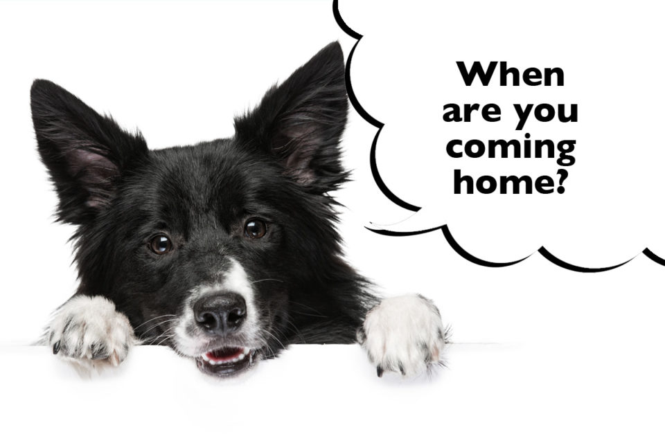 Do Border Collies Get Separation Anxiety? And How To Treat It - Dogs Club