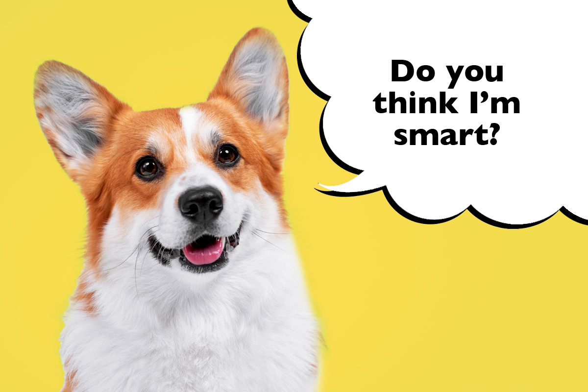 Are Corgis Smart? And How They Show Intelligence - Dogs Club