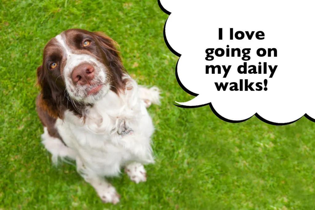 do springer spaniels need a lot of exercise