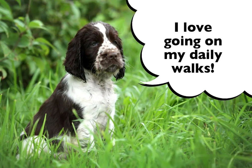 do springer spaniels need a lot of exercise